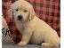 PoulaTo: Goldern retriver Puppies for sales